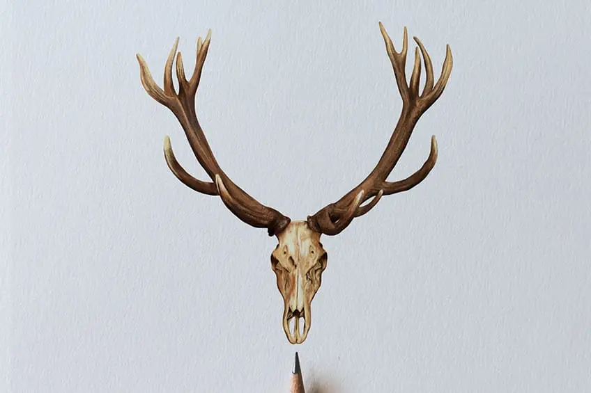 Comment dessiner un crâne de cerf – Un tutoriel de dessin de crâne de cerf réaliste