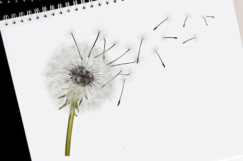 Comment dessiner un pissenlit – Créez un dessin de pissenlit réaliste avec nous