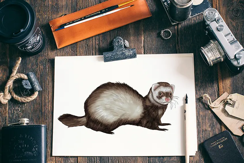 Comment dessiner un furet – Un tutoriel de dessin de furet amusant et facile