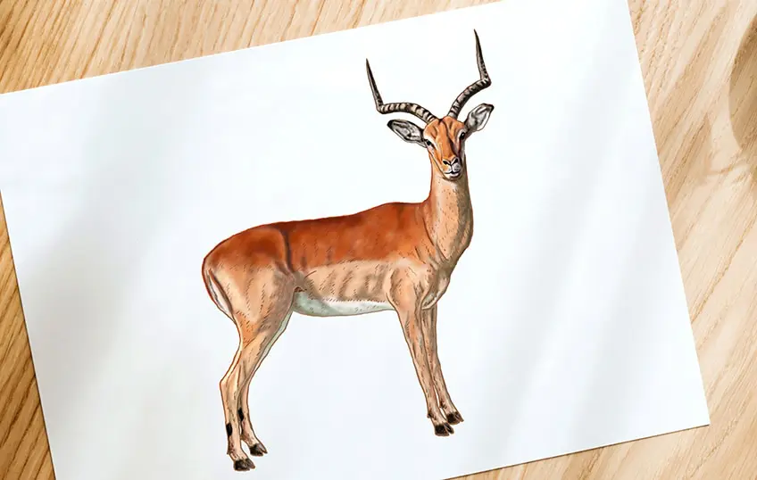 Comment dessiner un Impala – Le meilleur tutoriel de dessin d’Impala étape par étape