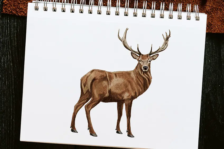 Comment dessiner un cerf – Créer un dessin de cerf réaliste