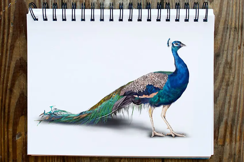 Comment dessiner un paon – Guide de dessin de paon réaliste