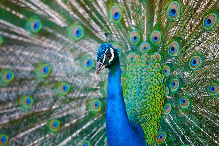 Bleu paon – Quelles couleurs vont avec le bleu paon ?