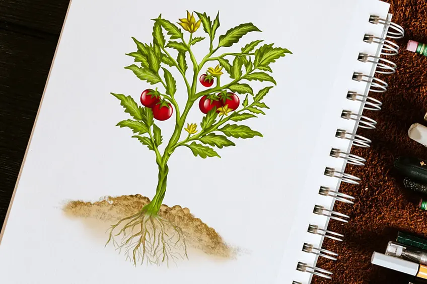 Comment dessiner une plante – Un dessin de plante étape par étape