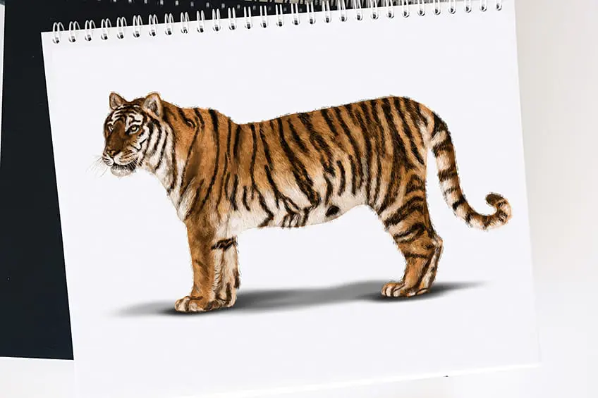 Comment dessiner un tigre – Un dessin de tigre amusant sur tout le corps