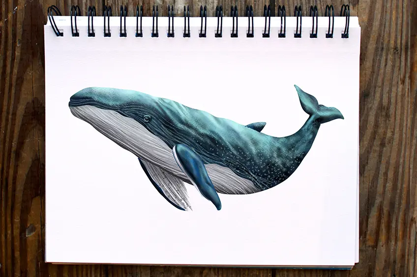 Comment dessiner une baleine – Créer un magnifique dessin de baleine