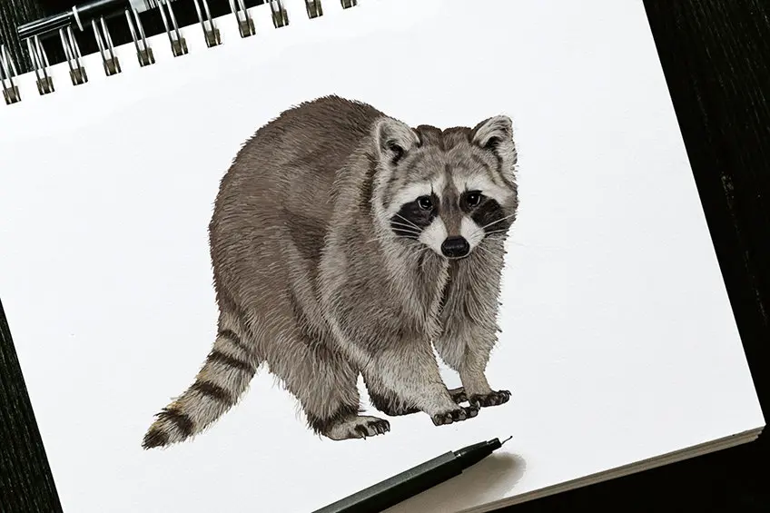 Comment dessiner un raton laveur – Dessinez un croquis de raton laveur espiègle