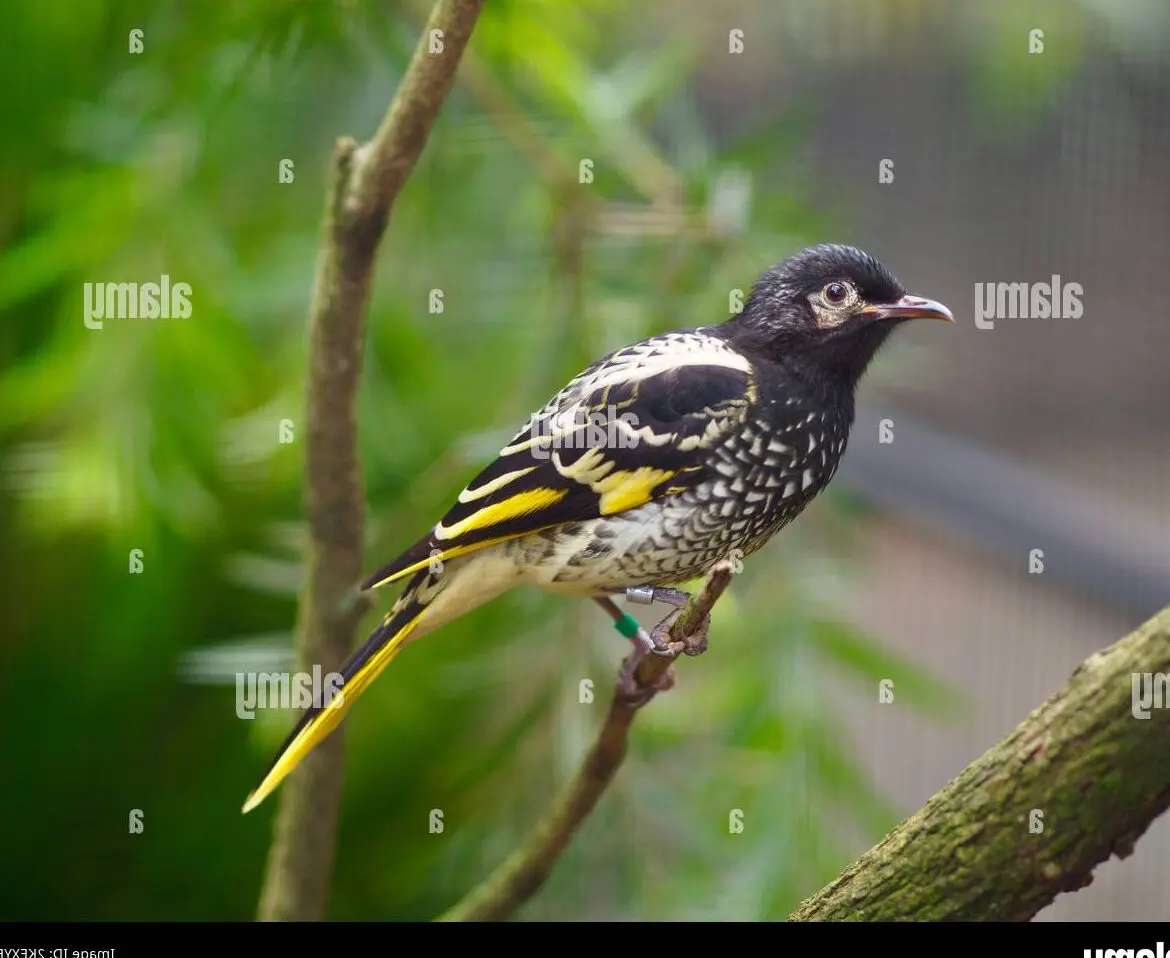 Des roses éblouissantes : la beauté captivante du dessin floral