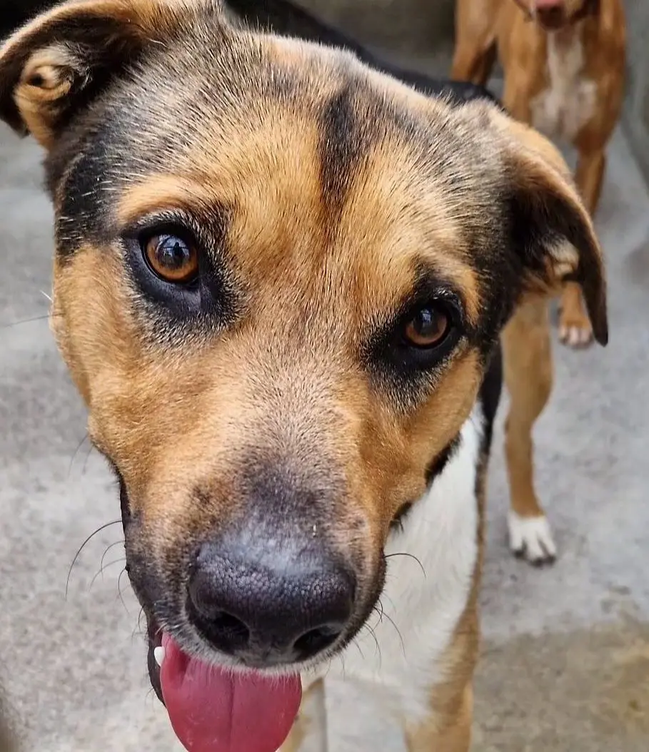 Le monde canin capturé par le pinceau : Découvrez l’univers fascinant du peintre animalier chien