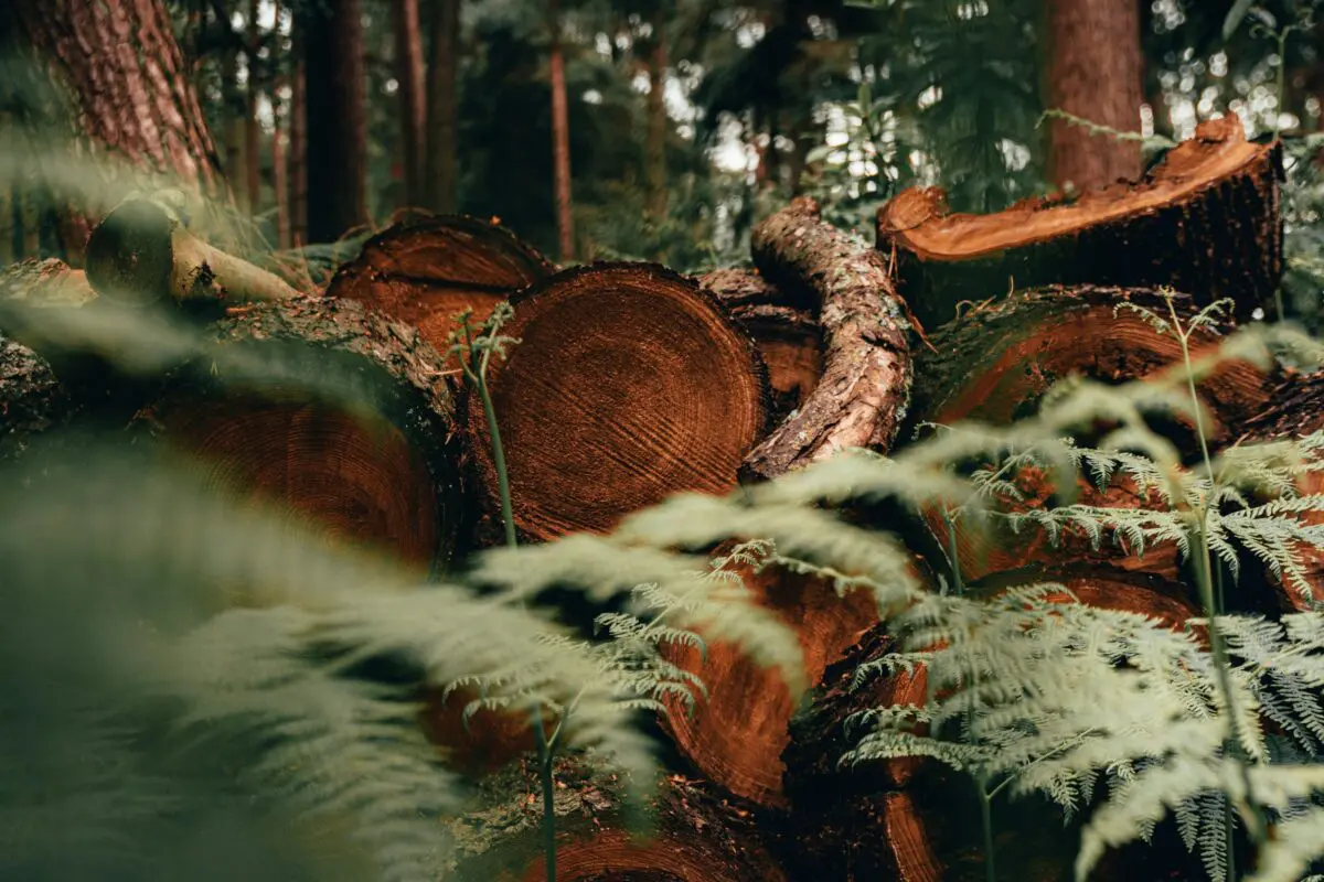 achetez des bûches de bois de haute qualité pour votre cheminée ou poêle à bois. découvrez notre sélection de bois de chauffage pour des soirées chaleureuses et conviviales.