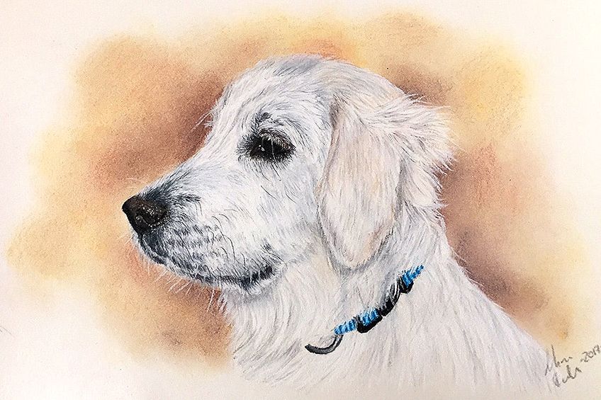 Comment dessiner un carlin – Créer un dessin de chien adorable et facile