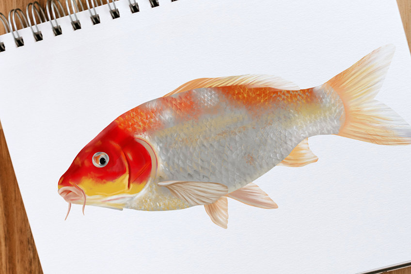 Comment dessiner un poisson Koi – Un dessin facile de poisson Koi