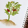 Comment dessiner une plante – Un dessin de plante étape par étape