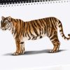 Comment dessiner un tigre – Un dessin de tigre amusant sur tout le corps