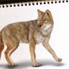 Comment dessiner un coyote – Créer un dessin de coyote rusé