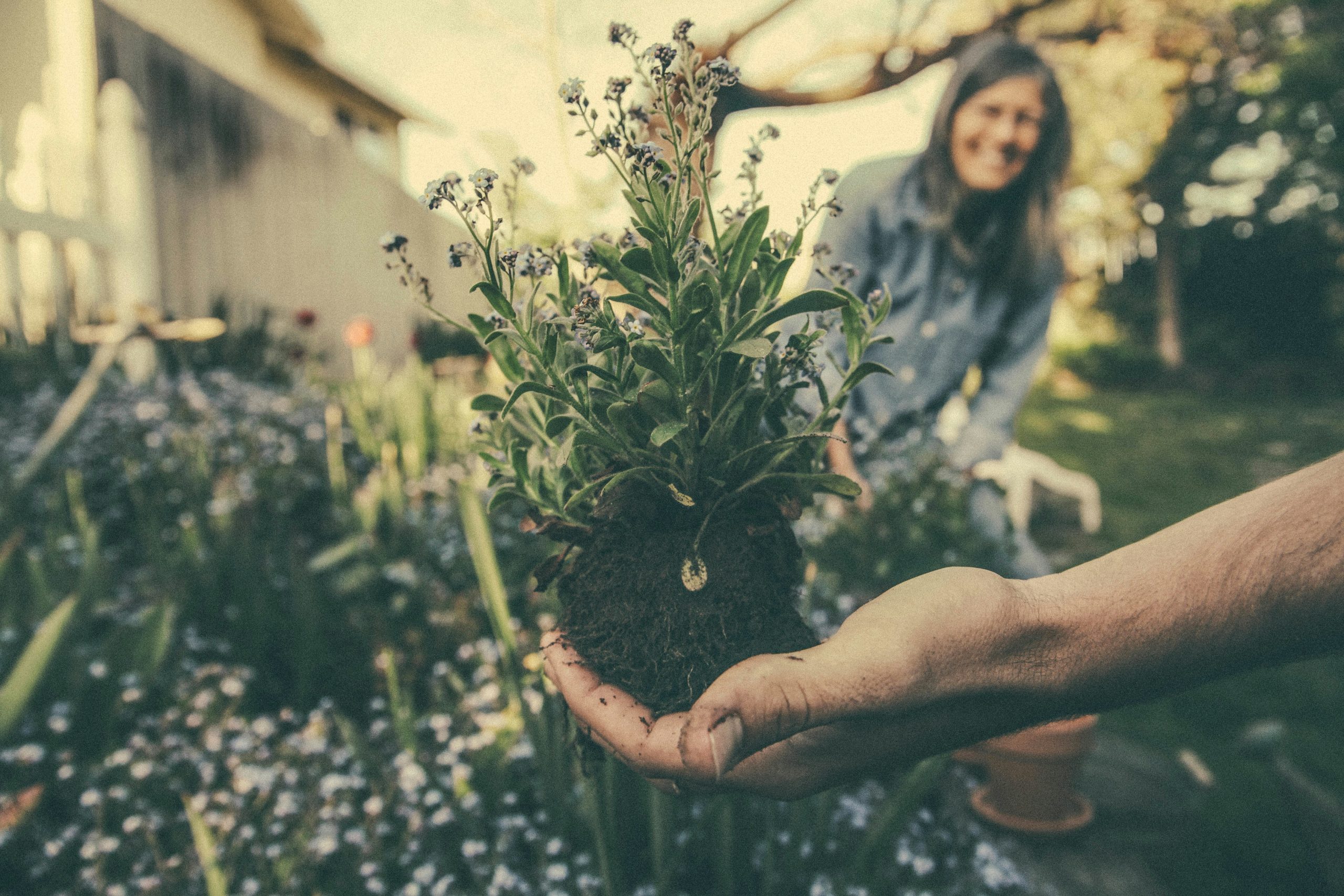 découvrez tous nos conseils et astuces pour créer et entretenir un jardin magnifique avec notre guide complet sur le gardening.
