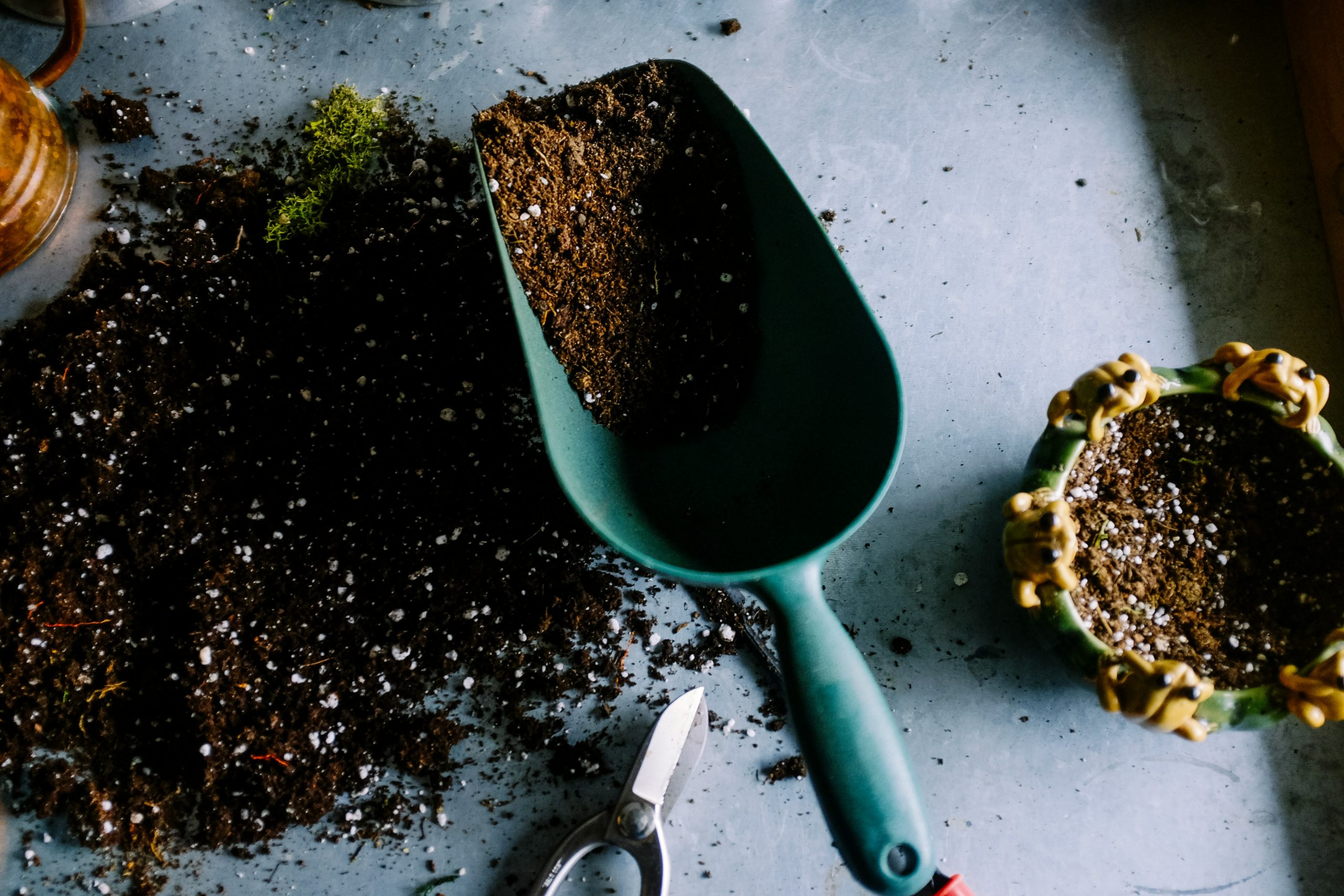 découvrez des conseils de jardinage pour entretenir et embellir votre jardin avec notre guide complet de gardening tips.