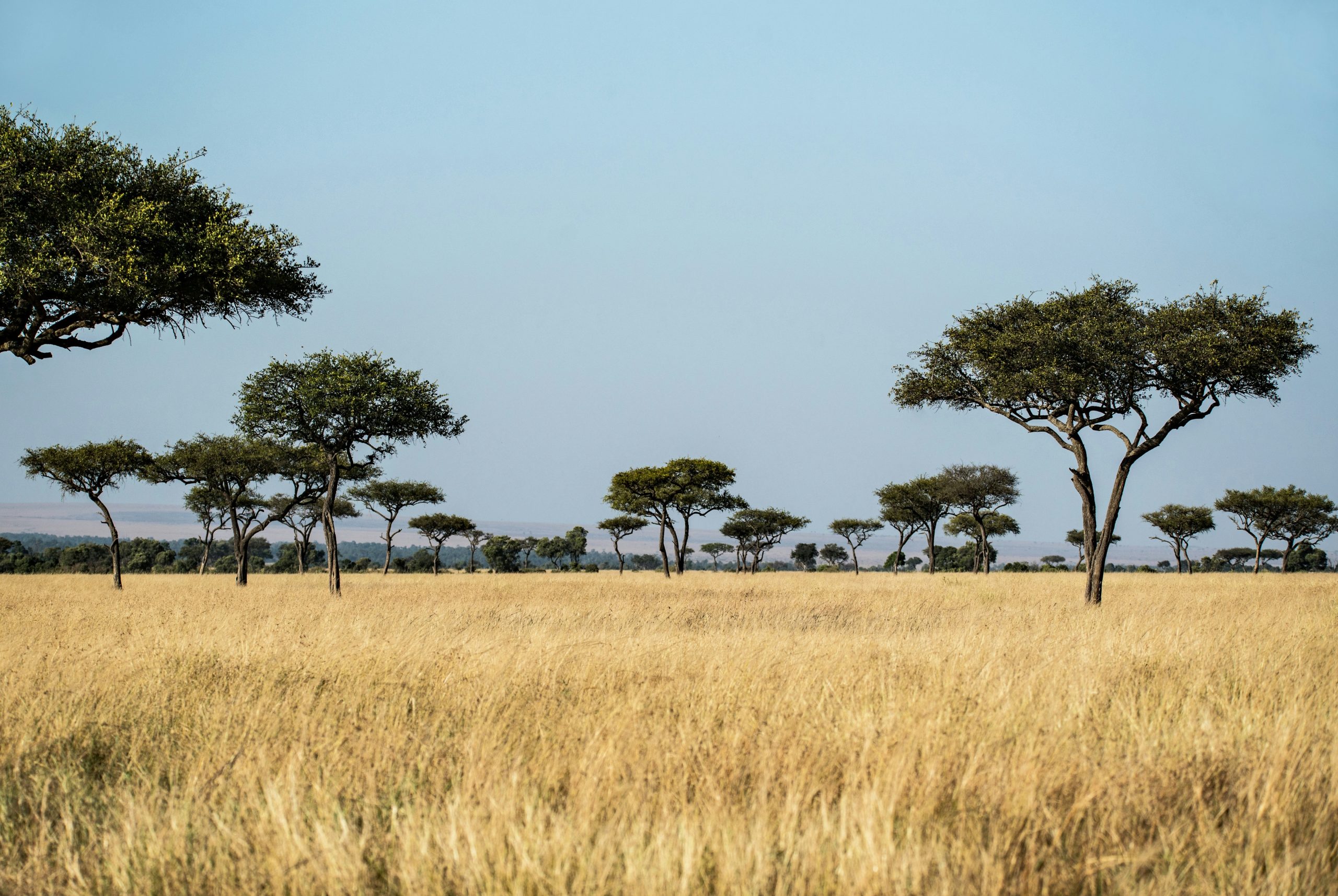 découvrez le monde fascinant des safaris et vivez des aventures inoubliables au cœur de la nature sauvage. réservez dès maintenant votre safari de rêve.